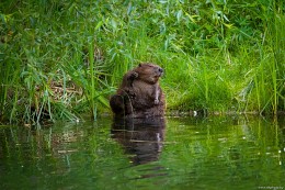 Hauptstadt Beaver / ***