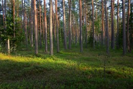 Evening in the pine forest / ***