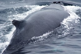 leviathan / ***