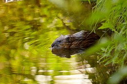 Muskrat / ***