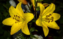 Flowers and raindrops / ***