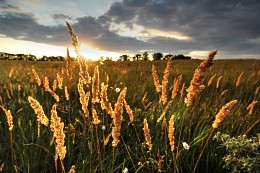 steppe summer sunset / ***