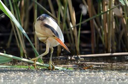 Bittern. / ***
