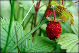  / Strawberry