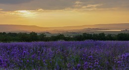 Und Sie den Duft von Lavendel fühlen? / ***