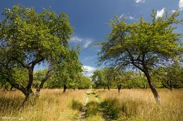 Apple orchard / ***