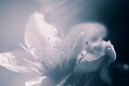 Three Colors: Blue / ***