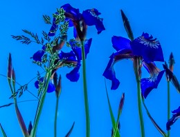 Three Colors: Blue / ***