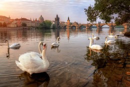 about swans from AP / ***