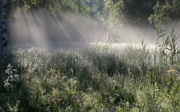 Auf den Wald Sumpf ... / ***