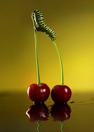 Bar stool / ***