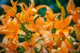 Fire Flower / ***