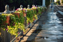 Hanging garden / ***