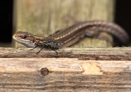"And they call you earth worm! ,,," / ***
