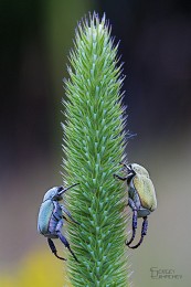 Climber / ---