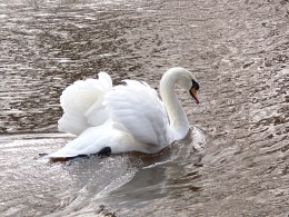 Hochzeits-Darstellung / ***