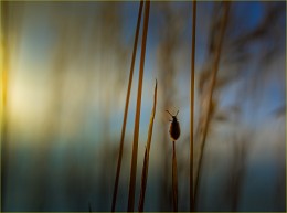Der Tag verging ... / ***