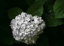 Three Colors: White / ***