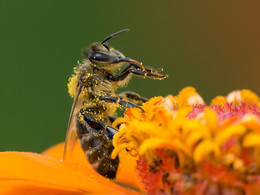 About bee tab / -------