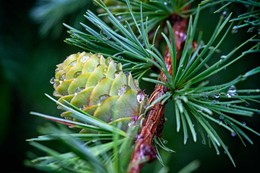 Whose cones in the woods? / ***