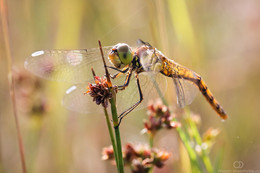 Dragonfly / ***