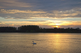 Summer evening on the Rhine / ***