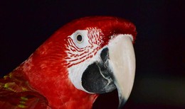 Three Colors: Red / ***