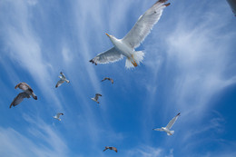 Seagulls / ***