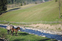Horses / ***