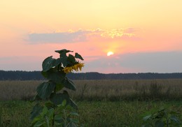 A quiet August evening / ---