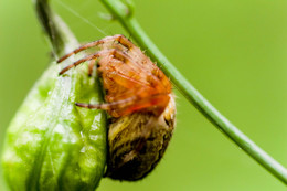 spider / ***