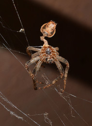 Male or female? He left without saying goodbye. / ***