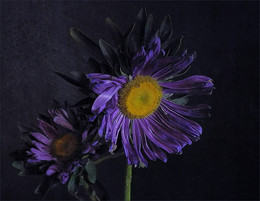 Harbinger of autumn / ***