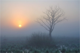 In swamp / ***