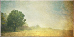 Misty Strand / ***