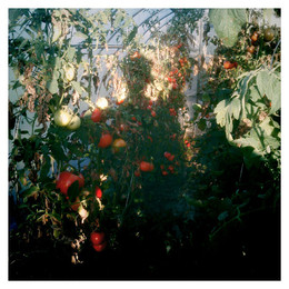 tomato / ***