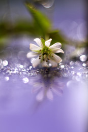 Reflection / ***