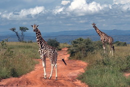 Distant and so close to Africa / ***