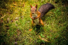 Squirrel / ***