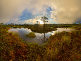 Picturesque bog. / ***