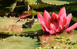 Lily and the Frog / ***