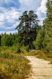 Two pine / ***