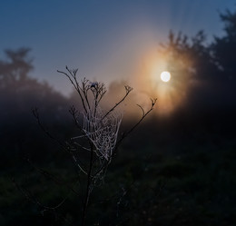 Dream Catcher / ***