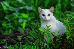 White on green / ***