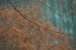 Schritt Herbst / ***