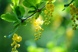 Barberry / ***