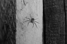Grey Hunter / ***