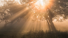 Early morning of a sunny day / ***