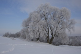 frosty morning / ***