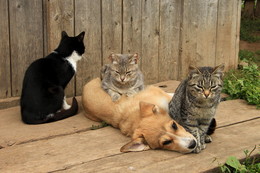 Cat Gesetzlosigkeit / ***